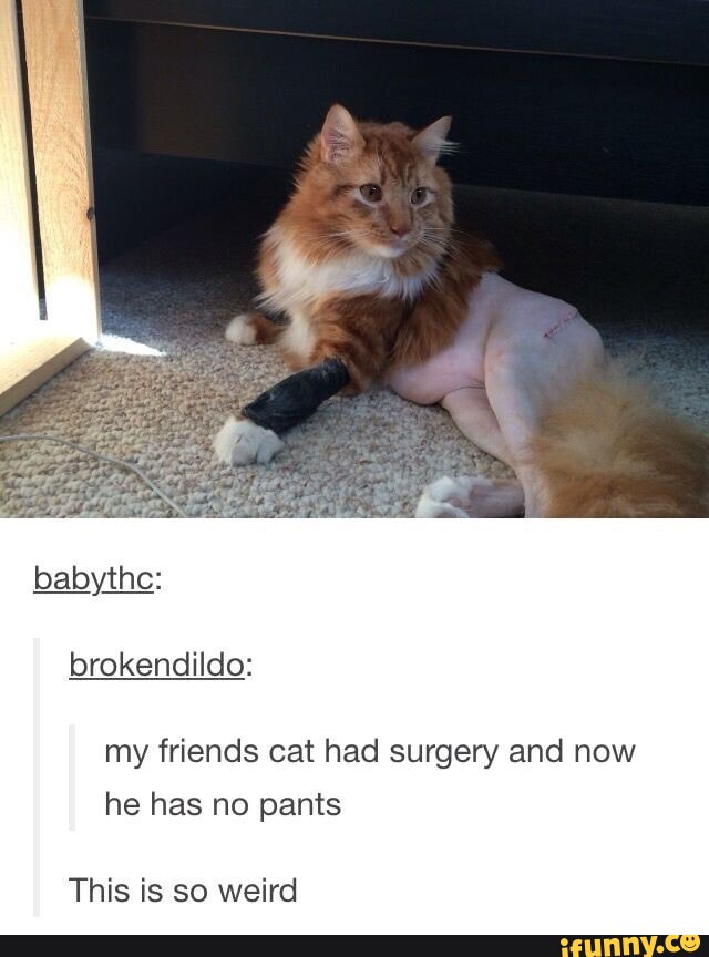 Babythe brokendildo my friends cat had surgery and now he has no pants This is so weird iFunny