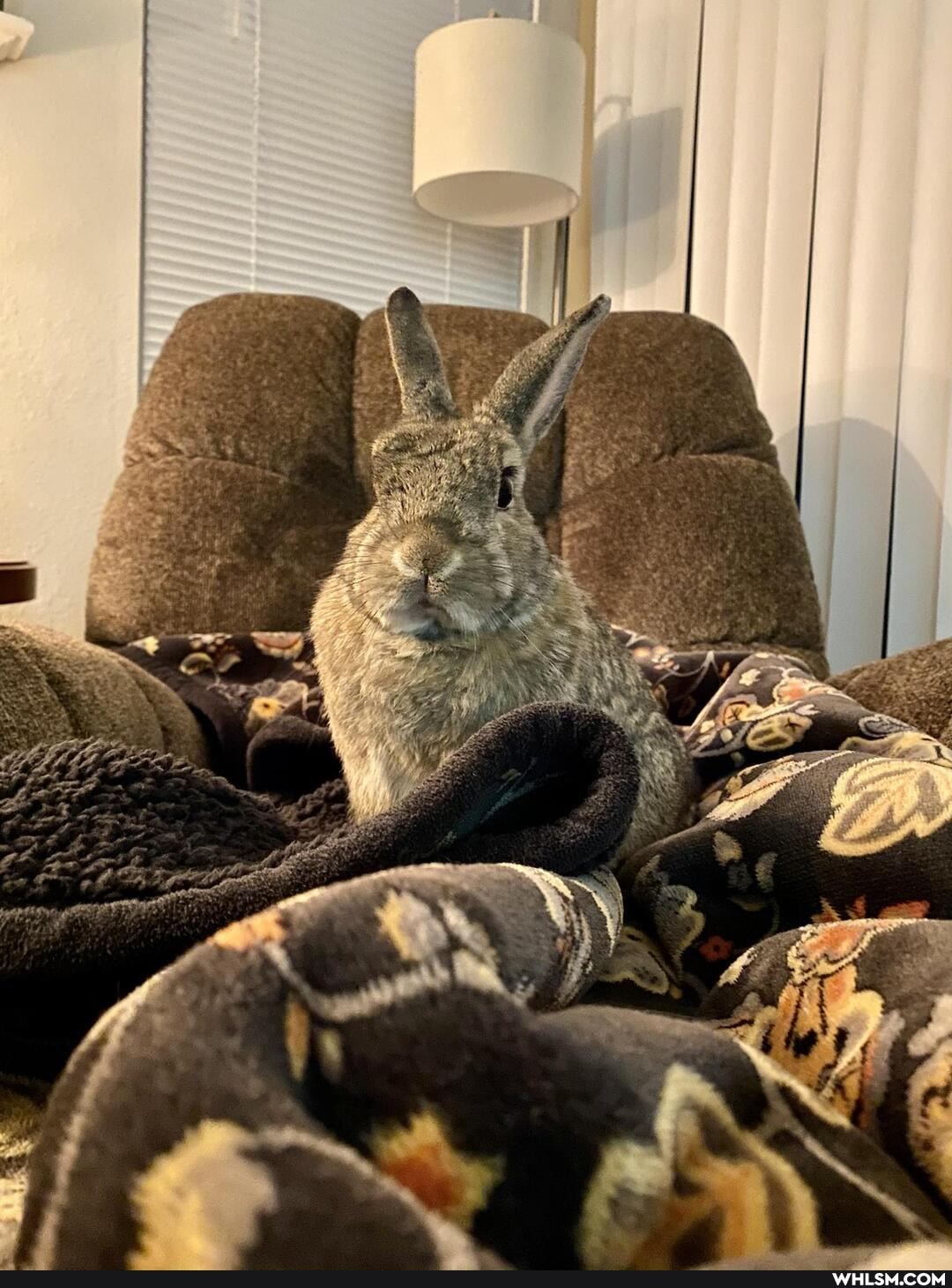aww, bunny, rabbit