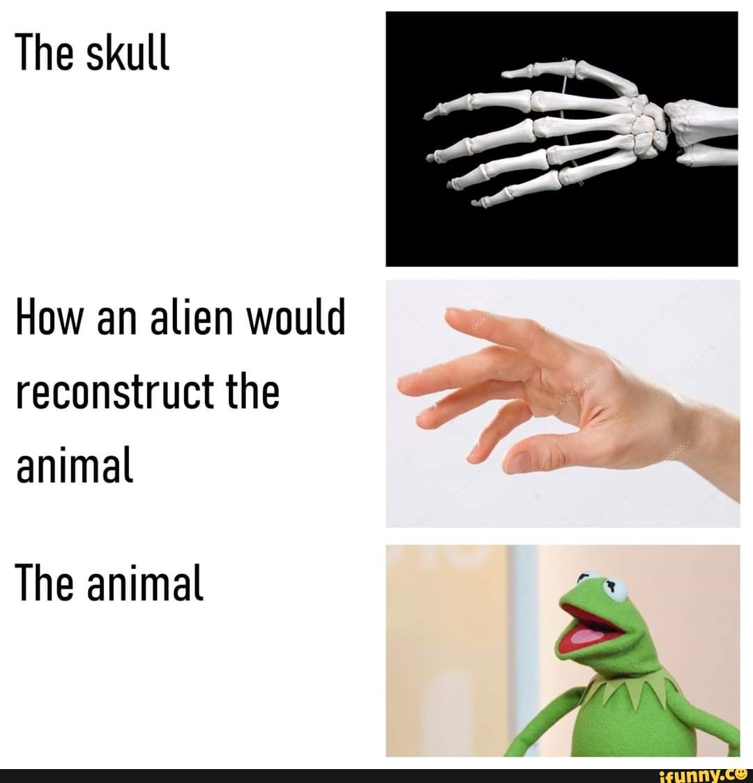 The skull
How an alien would
reconstruct the ME
animal
The animal am