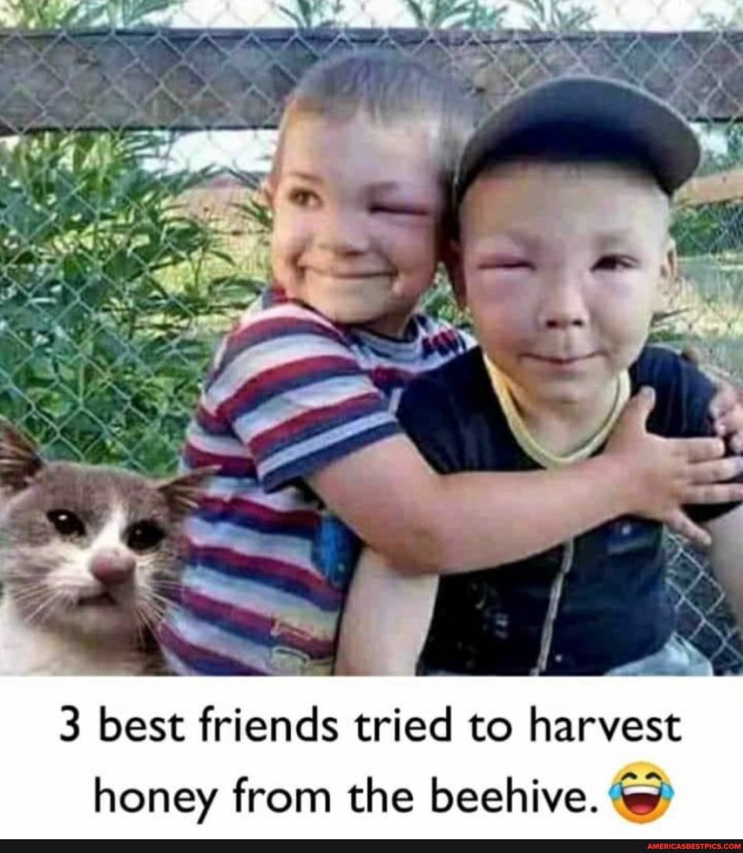 at
3 best friends tried to harvest
honey from the beehive. @