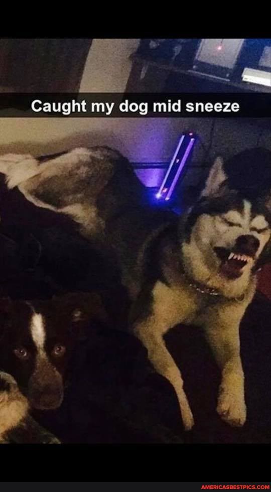 Caught my dog mid sneeze