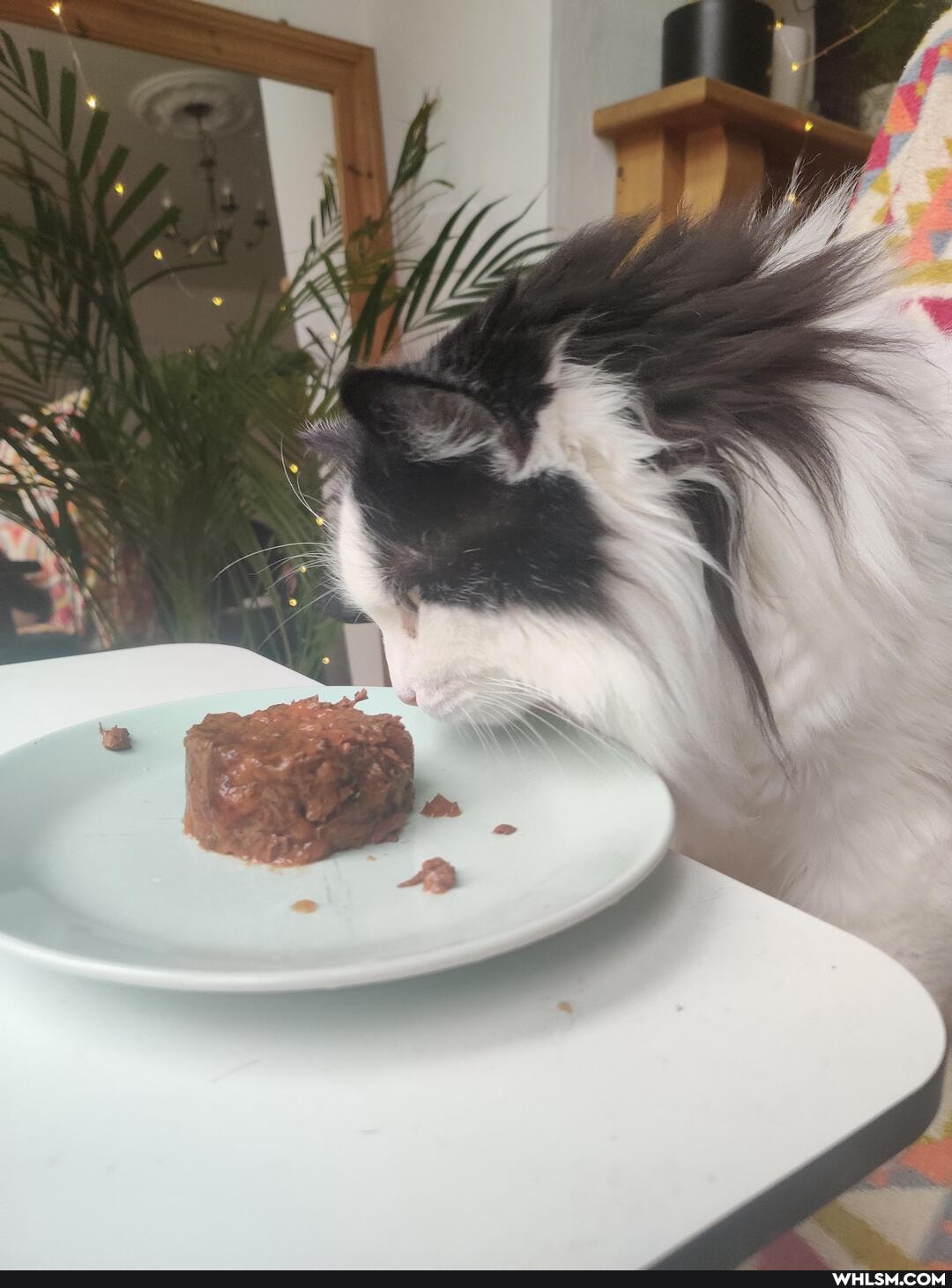 cats, caturday, floof