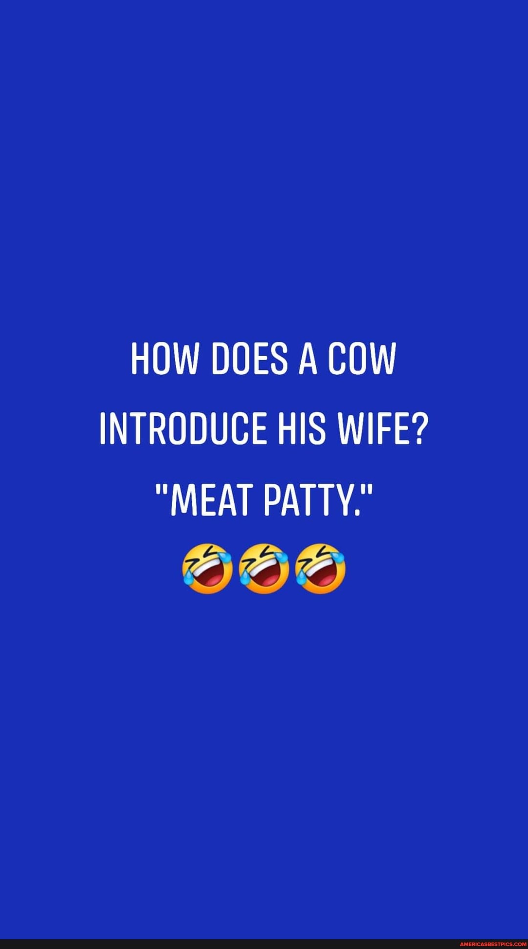 HOW DOES A COW INTRODUCE HIS WIFE? "MEAT PATTY." America’s best pics