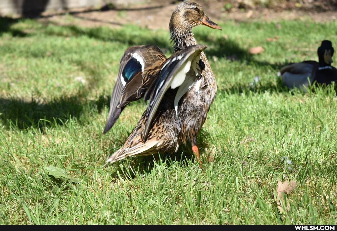 parks, nikond3500, duck