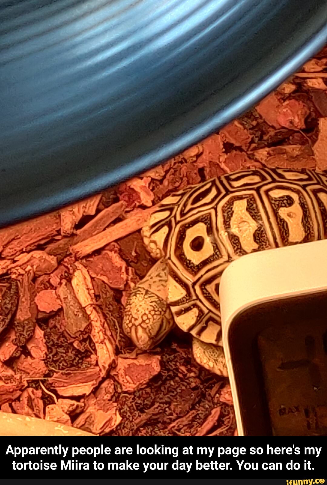 SS,
Apparently people are looking at my page so here's my tortoise Miira to make your day better. You can do it. - Apparently people are looking at my page so here's my tortoise Miira to make your day better. You can do it.
