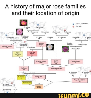 A history of major rose families and their location of origin - iFunny