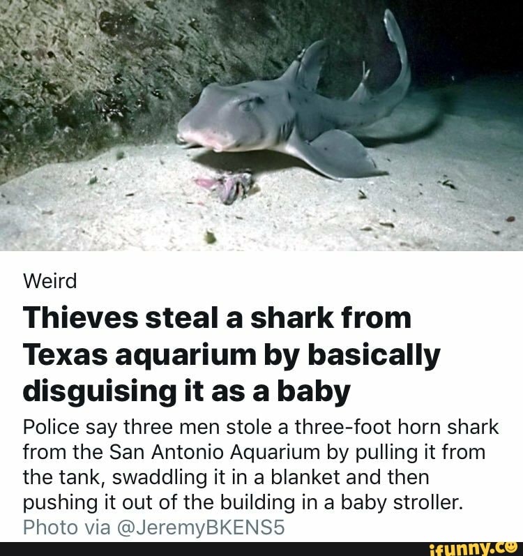 Weird Thieves steal a shark from Texas aquarium by basically disguising