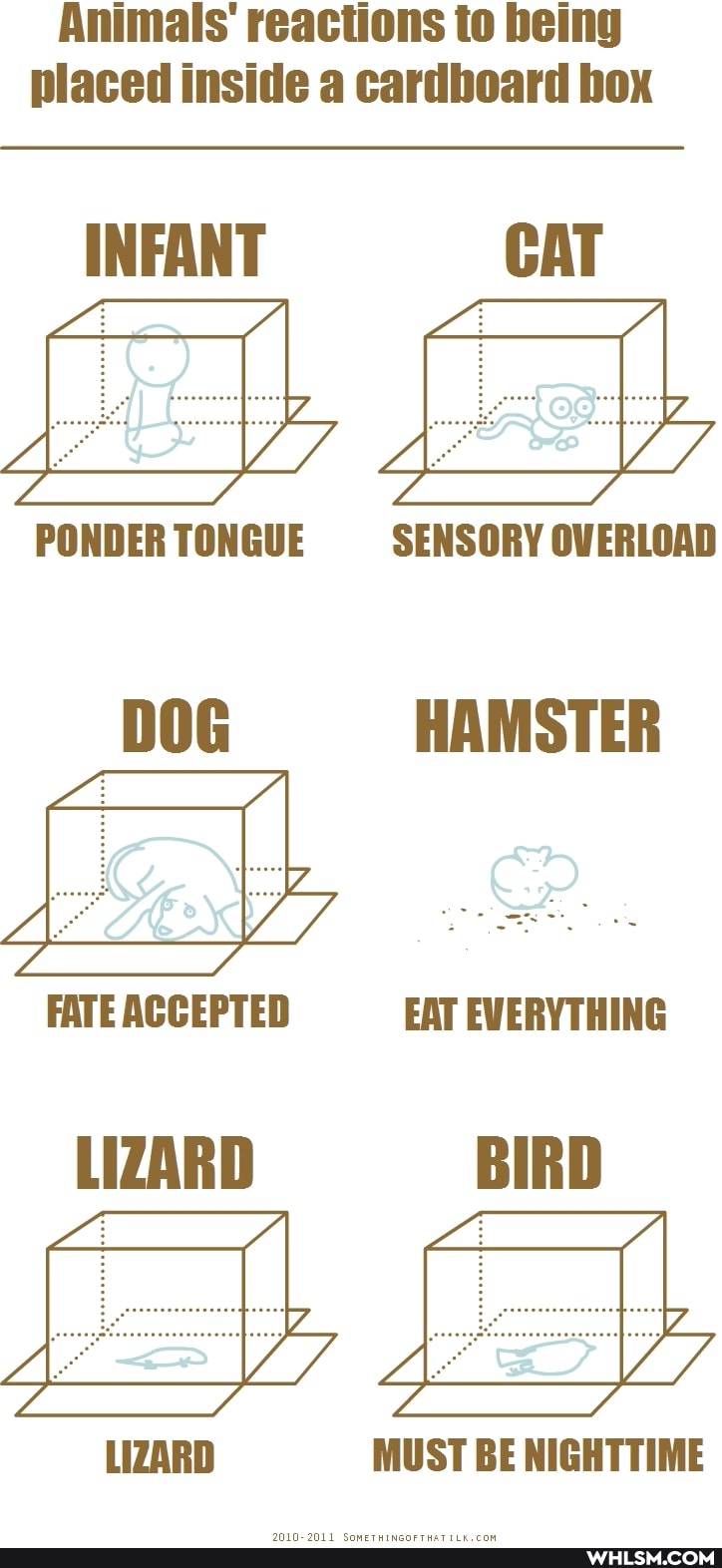 Animals' reactions to being placed inside a cardboard box
INFANT CAT
PONDER TONGUE SENSORY OVERLOAD
DOG HAMSTER
FATE ACCEPTED EAT EVERYTHING
LIZARD MUST BE NIGHTTIME