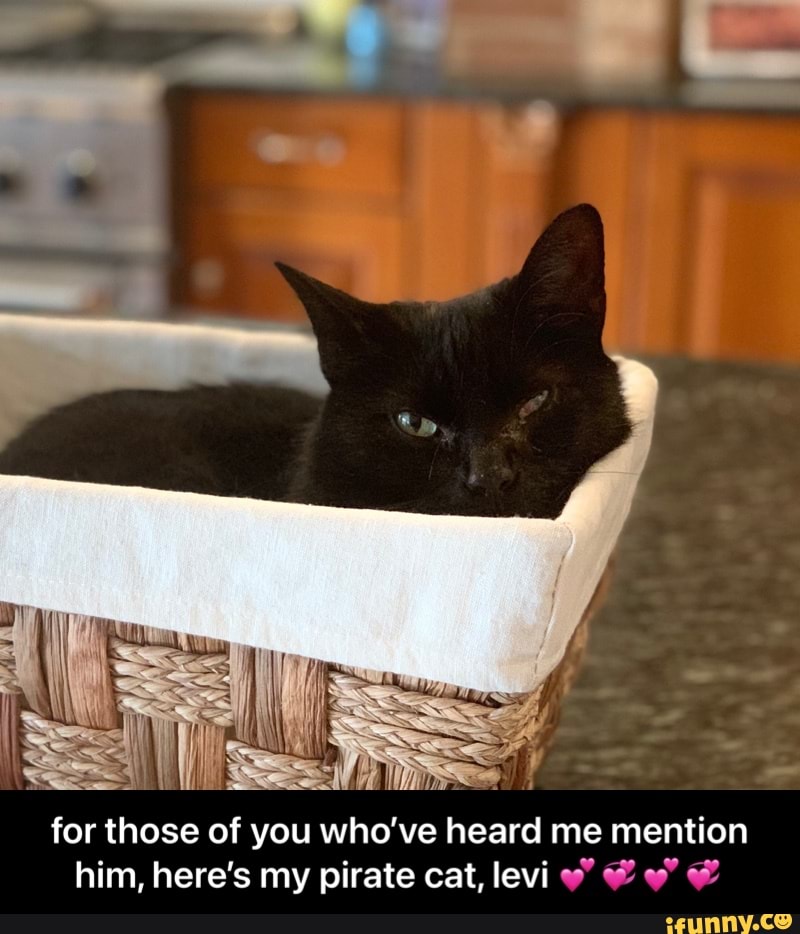 for those of you who've heard me mention him, here's my pirate cat, levi - for those of you whoโve heard me mention him, hereโs my pirate cat, levi ๐๐๐๐