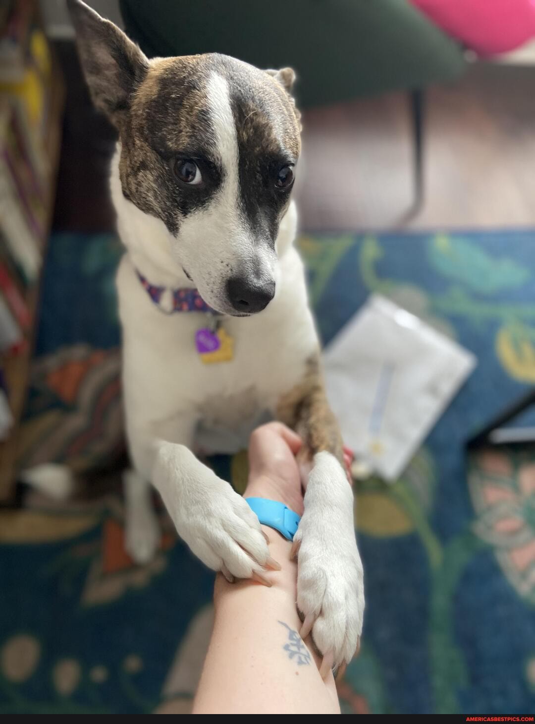 bagel, trying, best, distract, working, remotely, succeeding