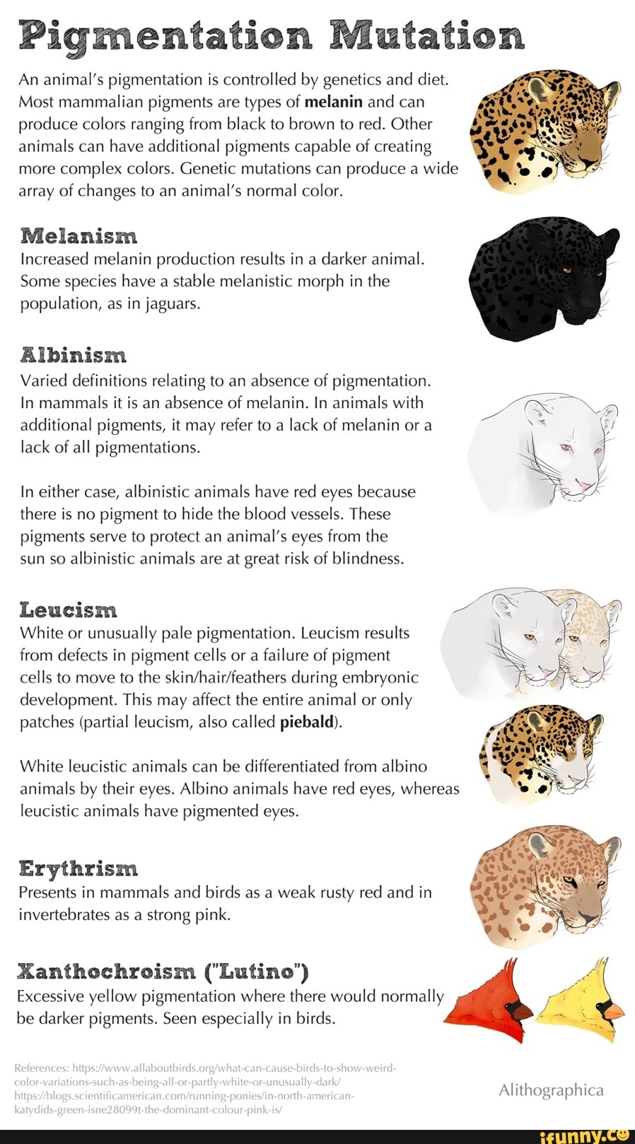 Pigmentation Mutation An animal's pigmentation is controlled by ...