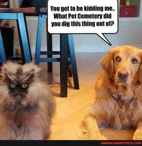 You got to be kidding me..
What Pet Cemetery did you dig this thing out of?