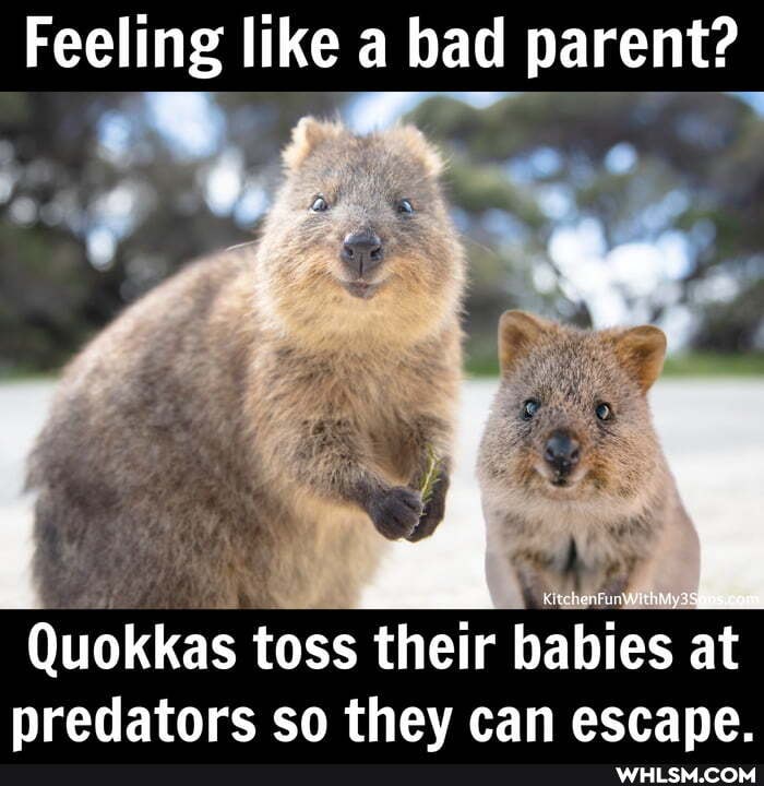 Feeling like a bad parent?
Quokkas toss their babies at predators so thev can escape.