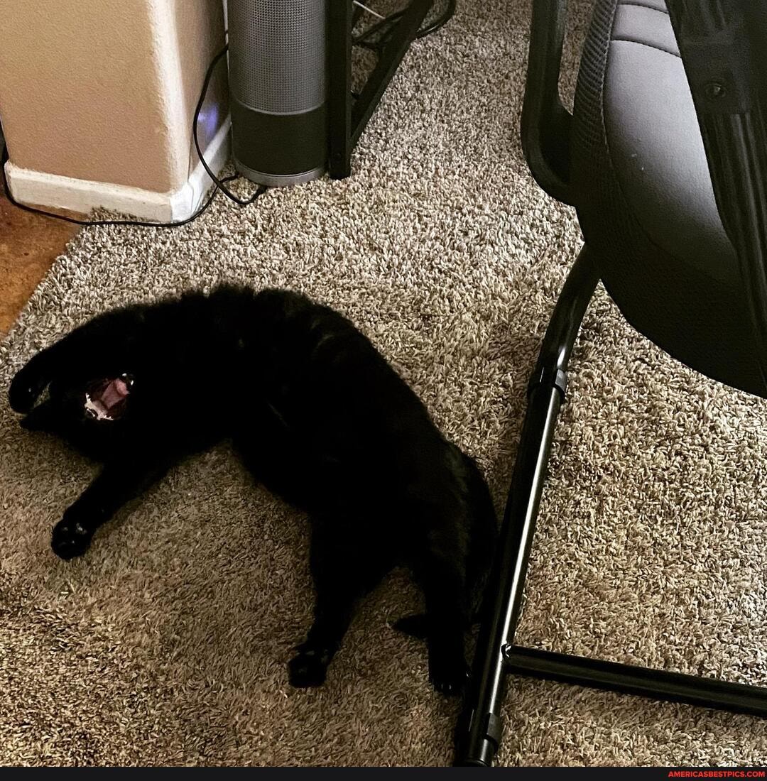 kittum, sharp, marble, prefers, napping, precarious, positions