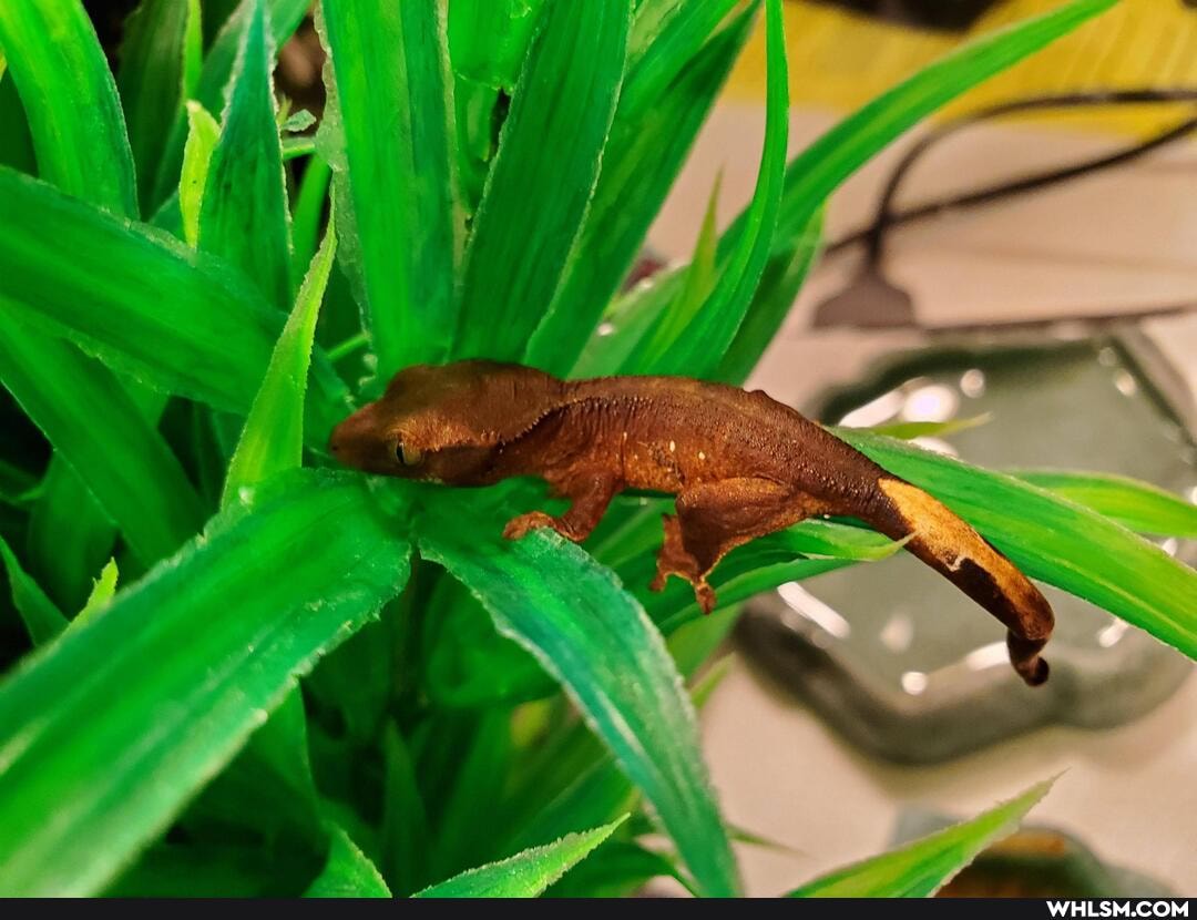 baby_animals, pets, loveyourpets, crested_gecko