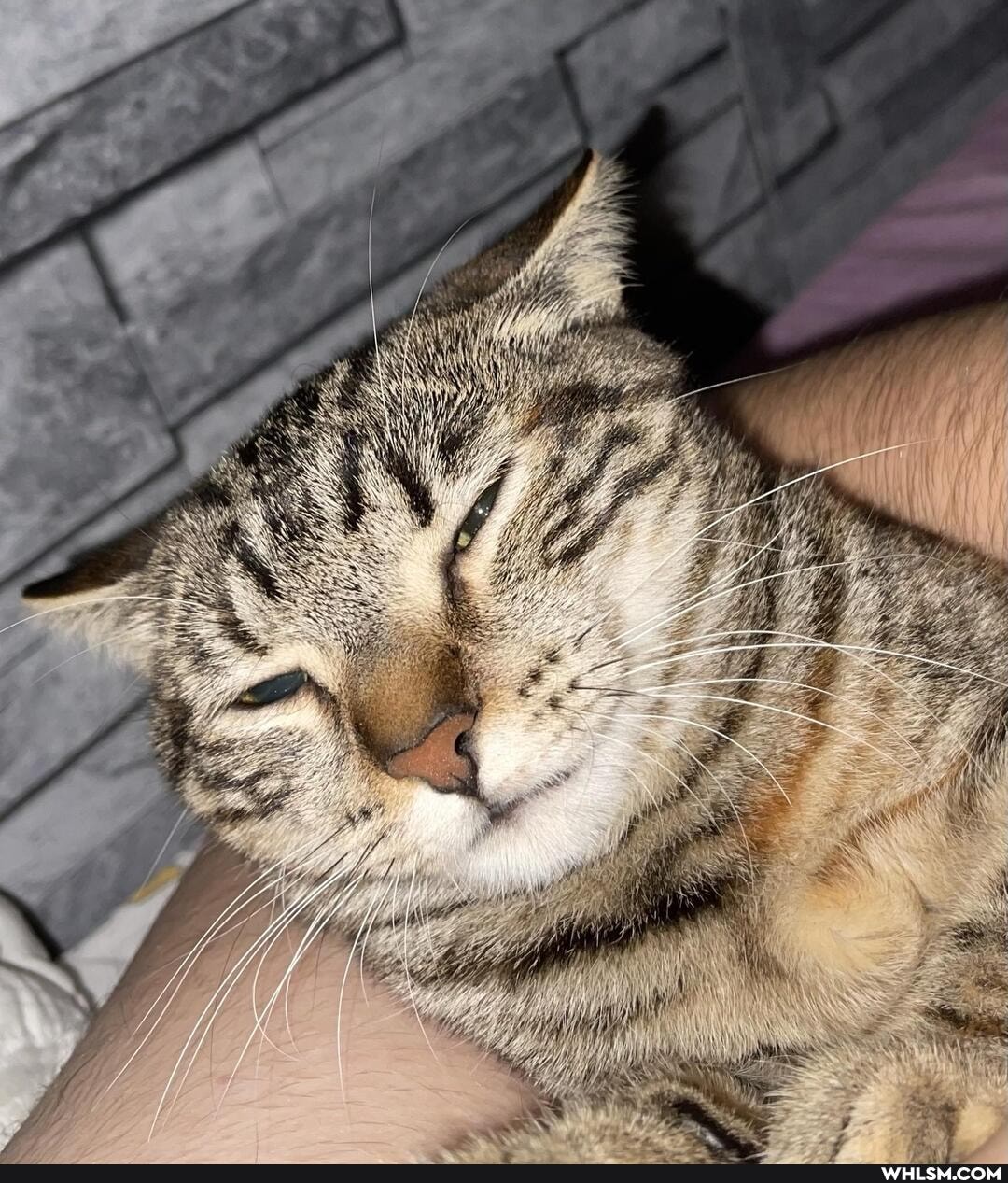 cat, cute_animal, cute_cat