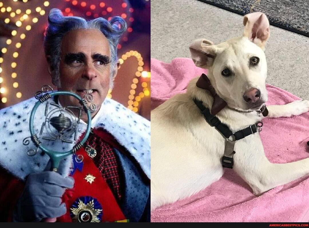 dog, managed, flip, ears, looks, just, like, mayor
