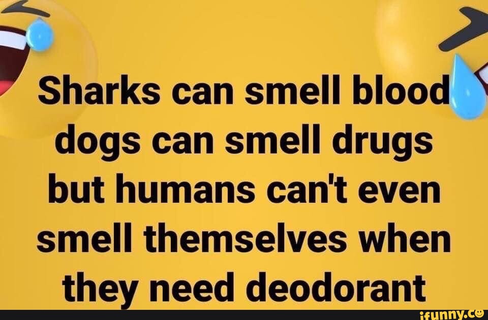 Sharks can smell blood ' dogs can smell drugs but humans can't even smell themselves when they