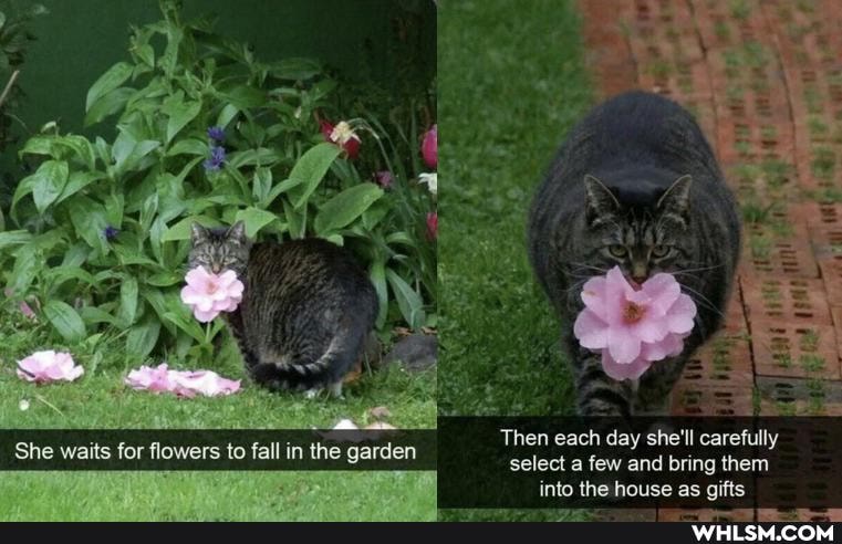 Then each day she'll carefully select a few and bring them into the house as gifts
She waits for flowers to fall in the garden