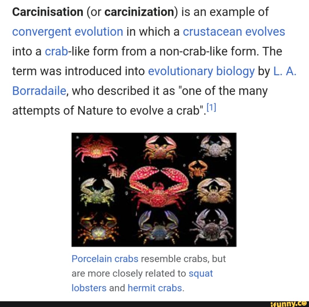 Carcinisation (or carcinization) is an example of convergent evolution