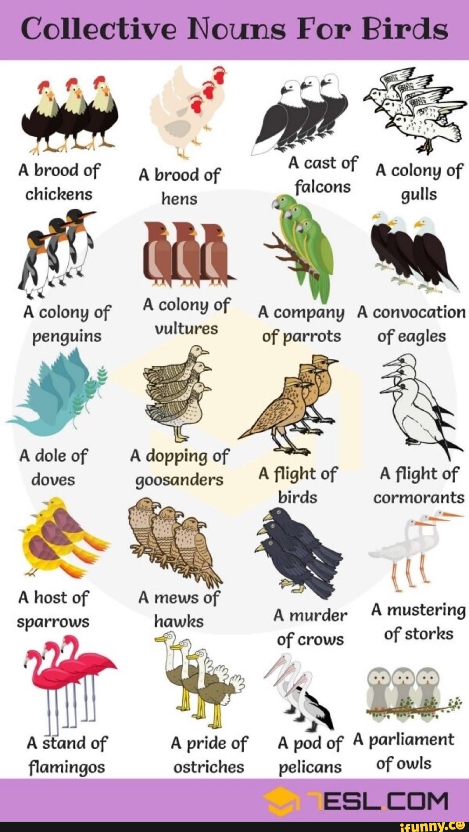 Collective Nouns For Birds A brood of A brood of chickens hens 'alcons