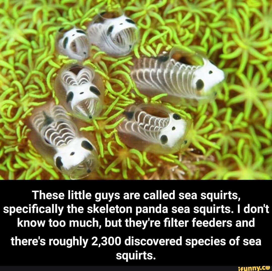 Ascidians skeleton panda sea squirts