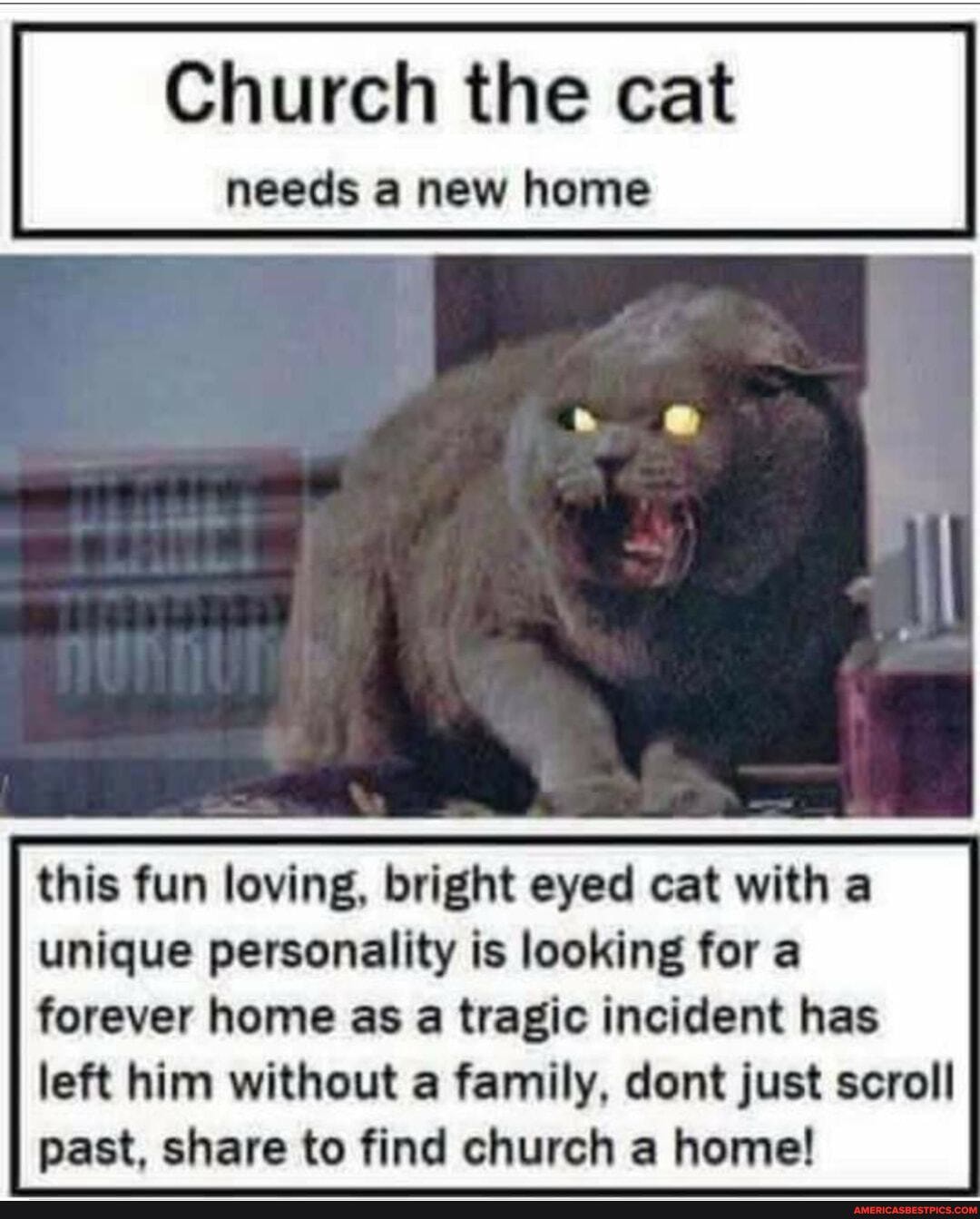Church the cat
needs a new home
this fun loving, bright eyed cat with a unique personality is looking for a forever home as a tragic incident has left him without a family, dent just scroll past, share to find church a home!