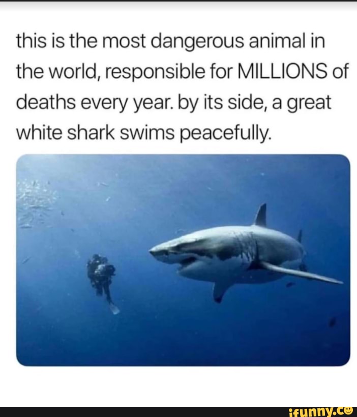 This is the most dangerous animal in the world, responsible for ...