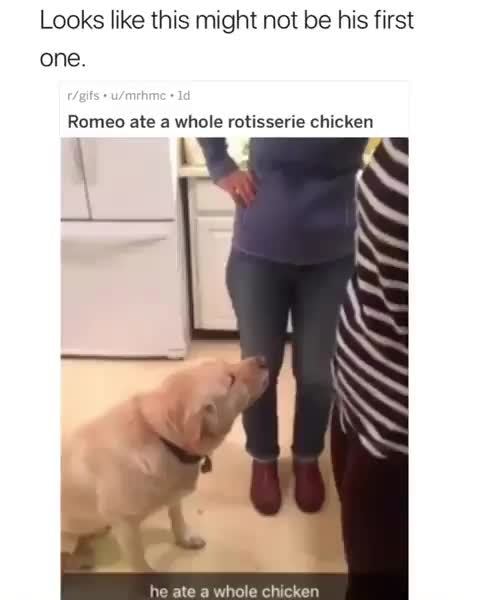 dog ate a whole chicken