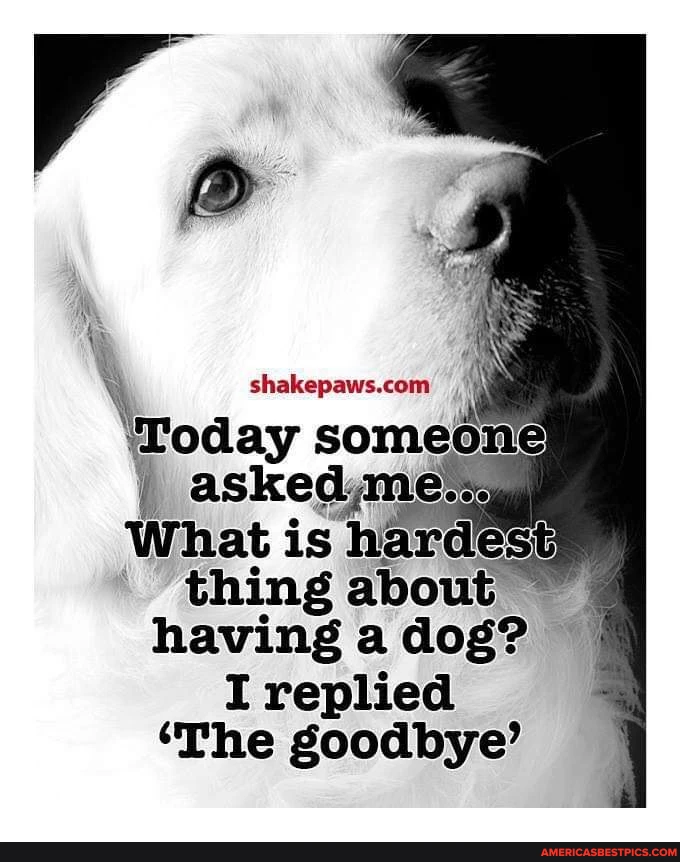 \woday someon asked ,mes What is harde thing about having a dog? I replied 'The goodbye'