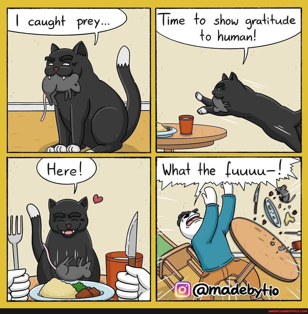 I caught prey... Time to show gratitude to human!
the