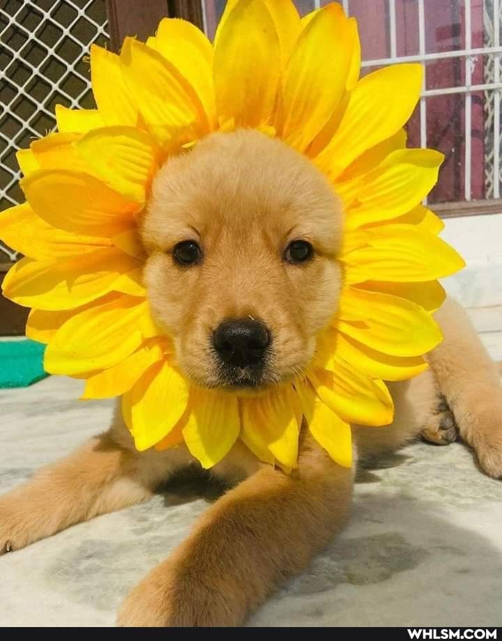 dogs, aww