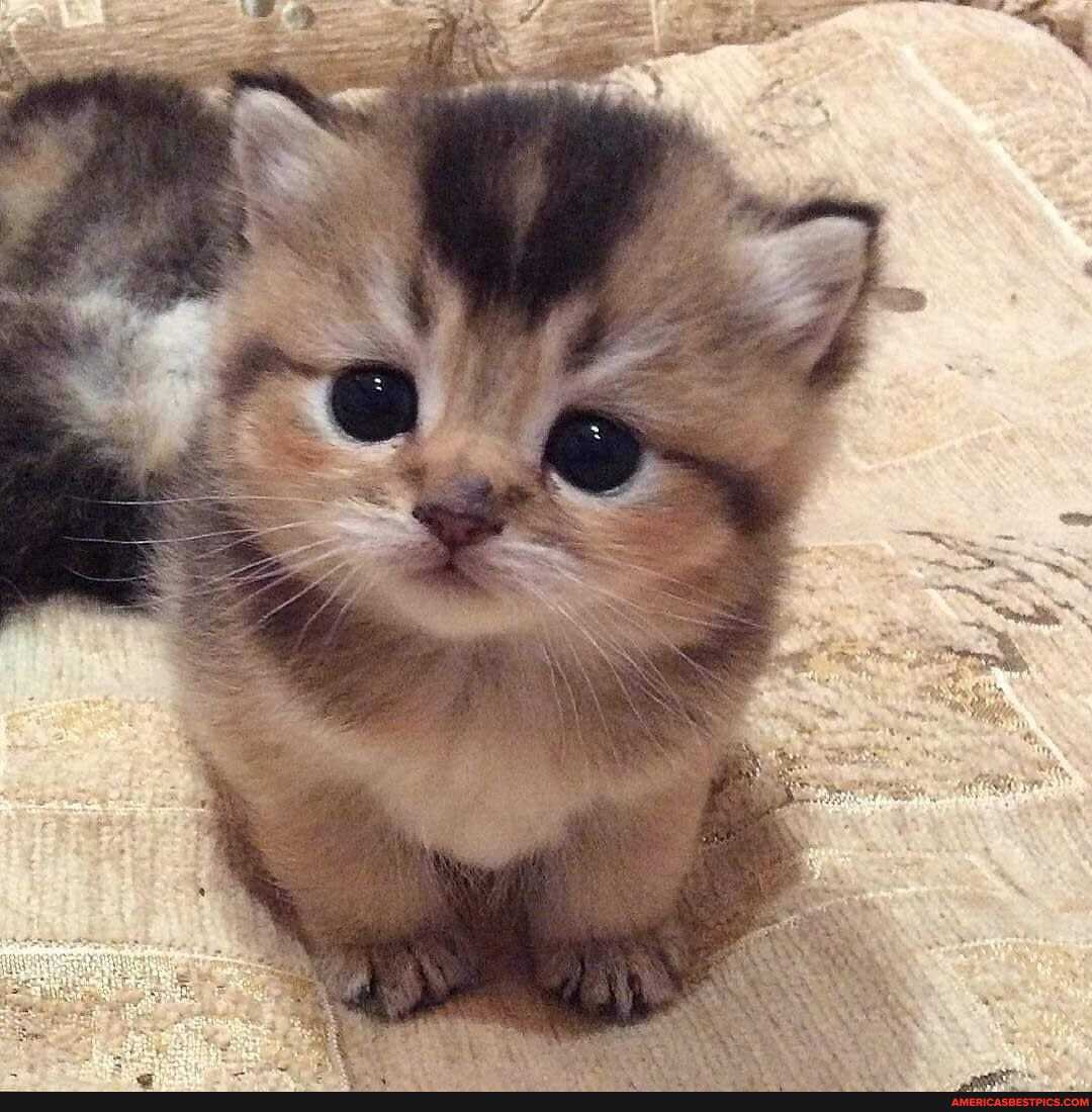 kitty, hump, day