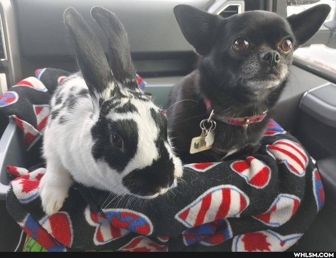 dog, happy, bunny