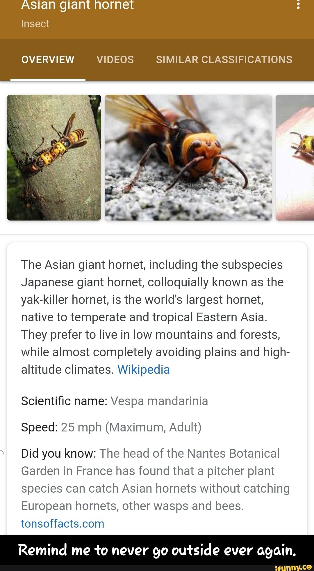 OVERVIEW VIDEOS SIMILAR CLASSIFICATIONS The Asian giant hornet ...