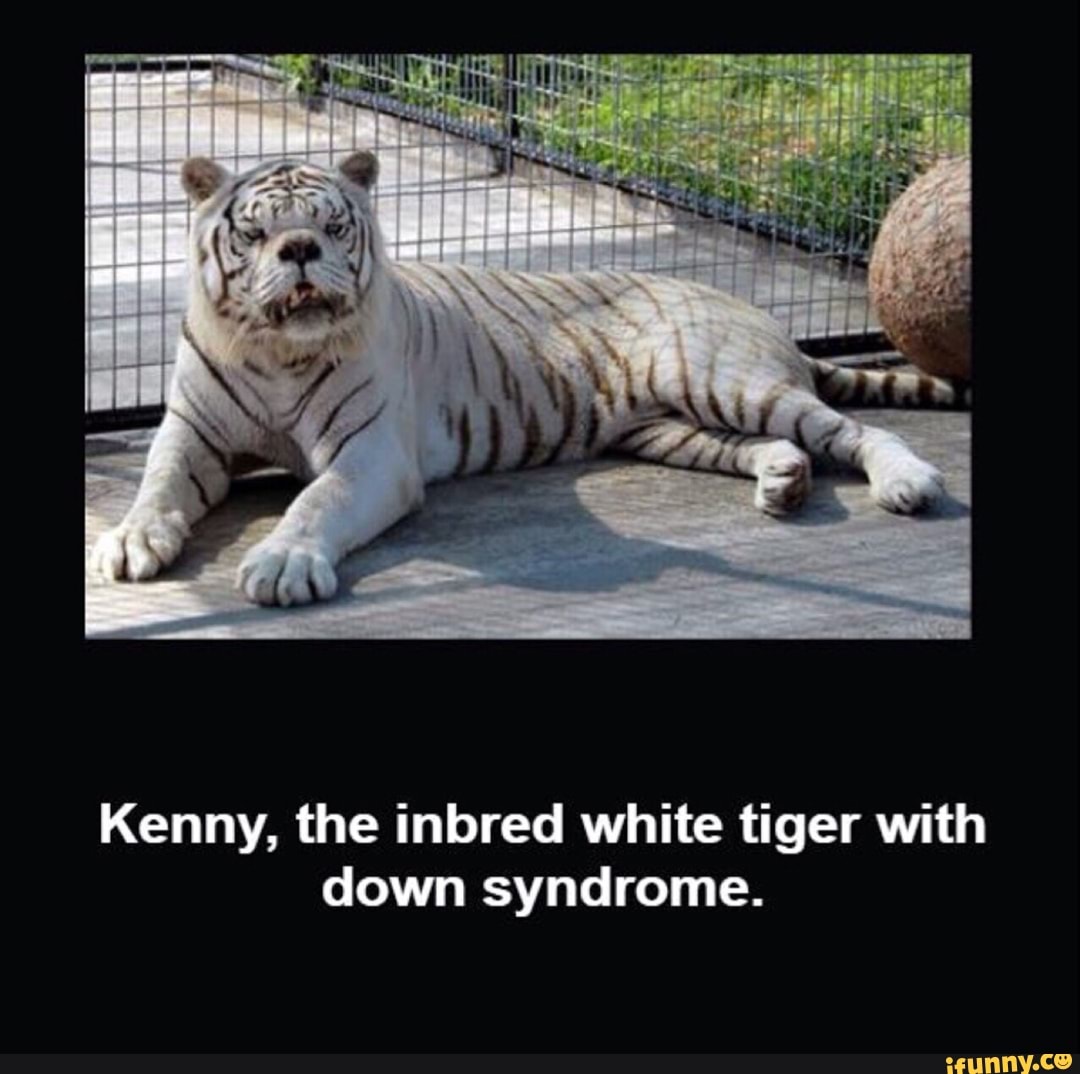 White Tiger With Down Syndrome - Love Meme