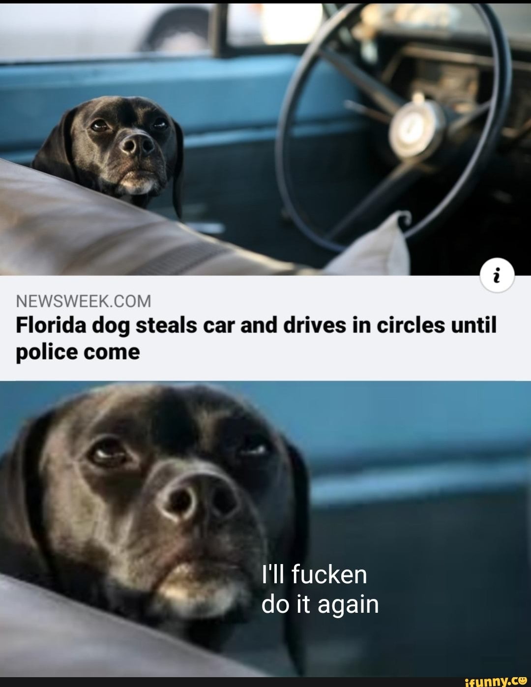 Florida dog steals car and drives in circles until police come
I'll fuck w? uckken do it again