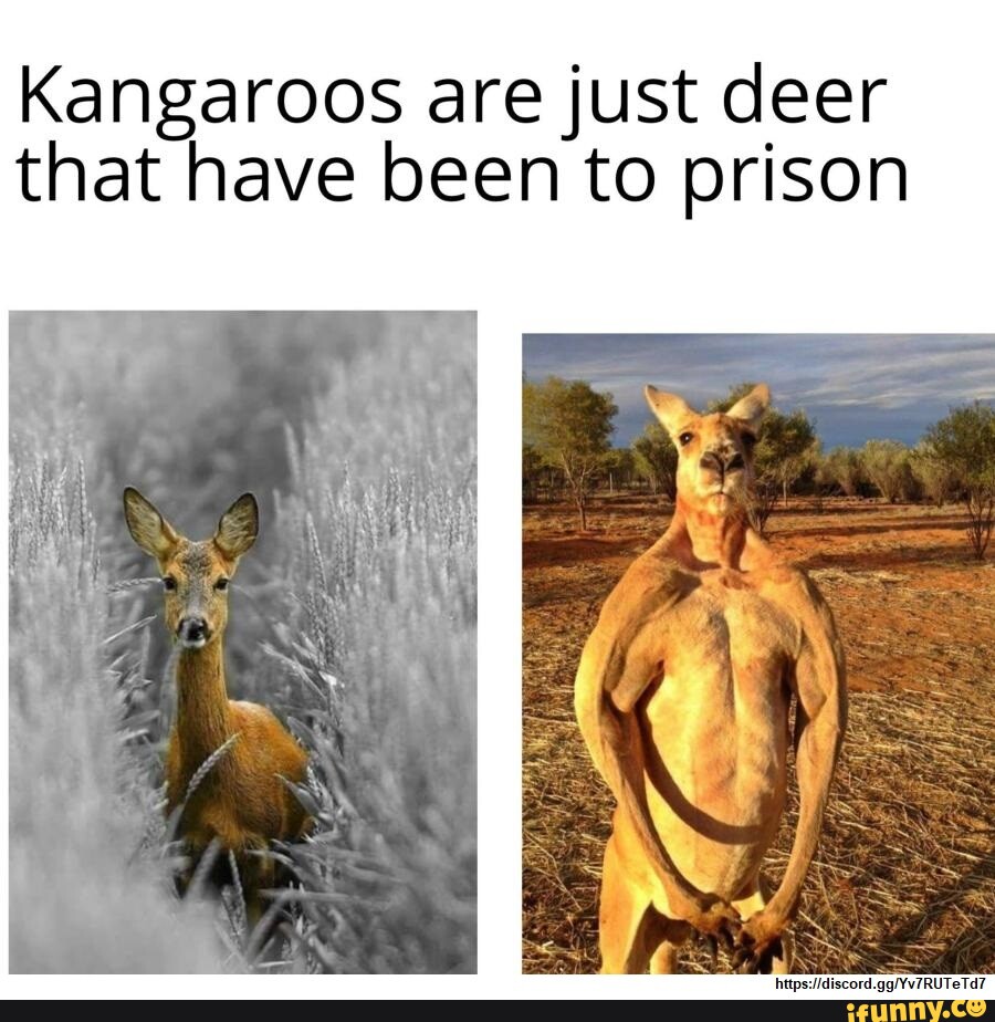 Kangaroos are just deer that have been to prison - iFunny