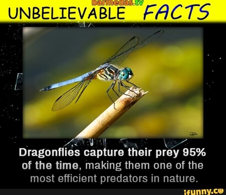 É Es Dragonflies capture their prey 95 of the time, making them one of