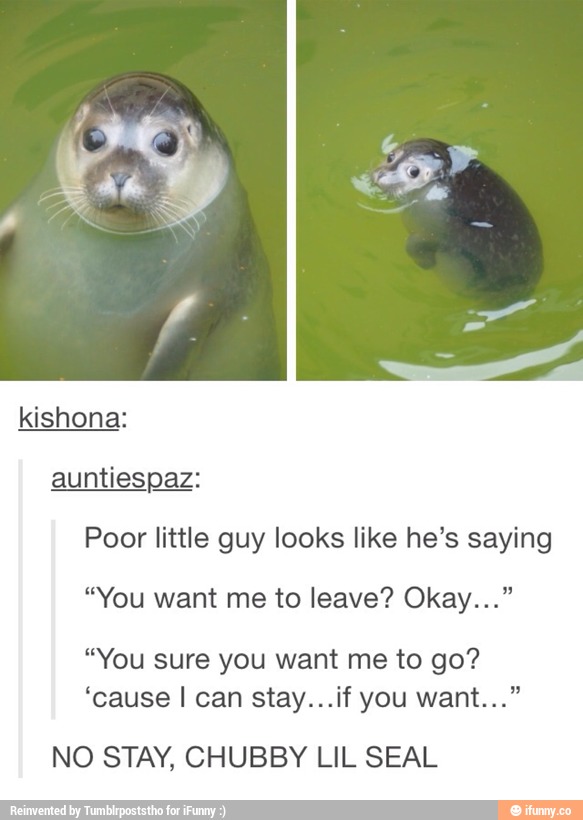 Poor Little Guy Looks Like He S Saying You Want Me To Leave Okay You Sure You Want Me To Go Cause I Can Stay If You Want No Stay Chubby Lil Seal