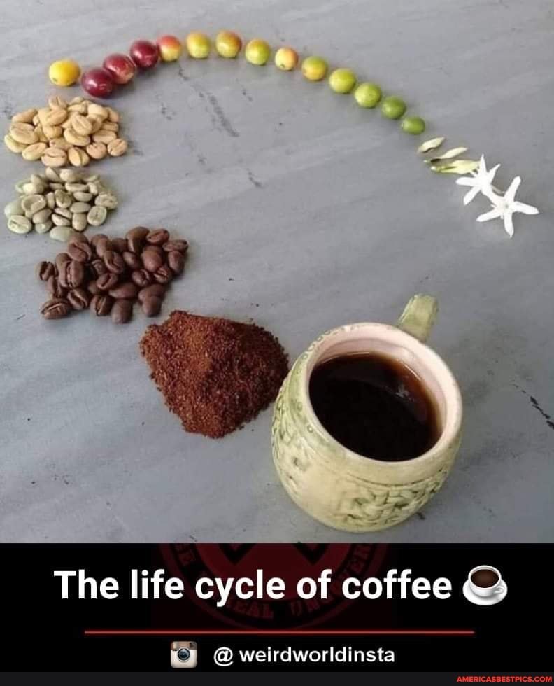 The life cycle of coffee
@weirdworldinsta