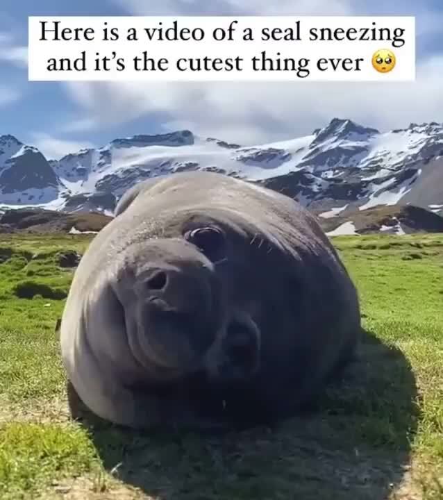 Here is a video of a seal sneezing and it's the cutest thing ever )