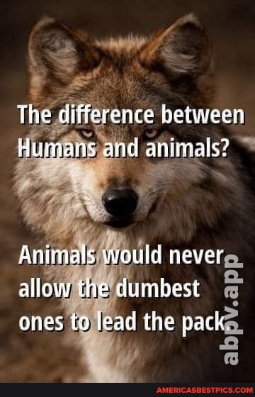 The Difference Between Humans And Animals Animals Wouid Never Allow The Dumbest Ones To Lead The Pack America S Best Pics And Videos