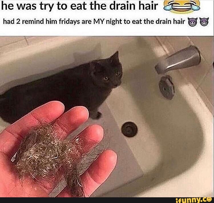He was try to eat the drain hair © had 2 remind him fridays are MY