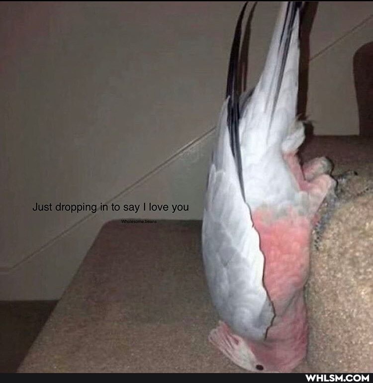 SSS
Just dropping ta say love you