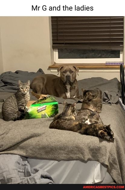 Mr and the ladies