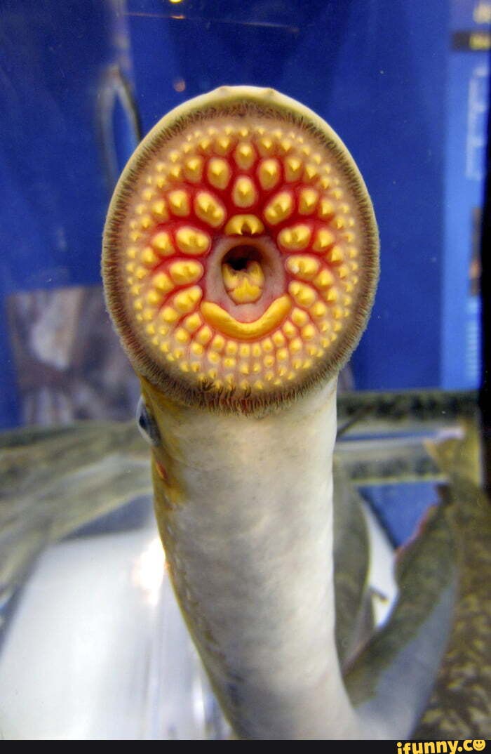 Lamprey memes. Best Collection of funny Lamprey pictures on iFunny