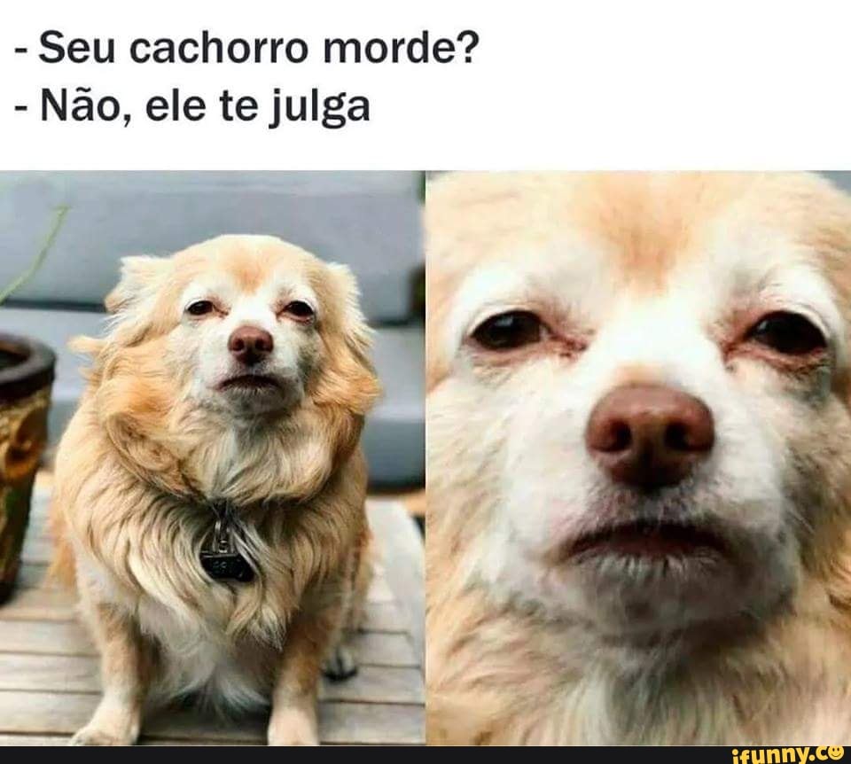 Seu cachorro morde? Não, ele te julga - iFunny