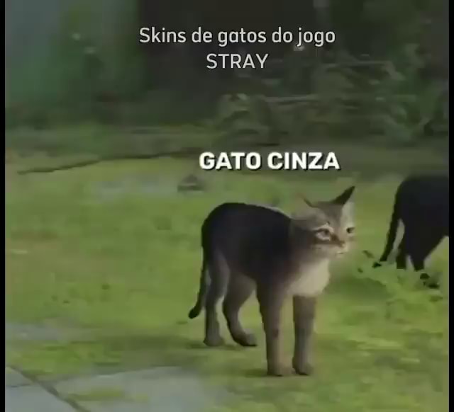 Stray: sucesso do jogo ajuda os gatos na vida real