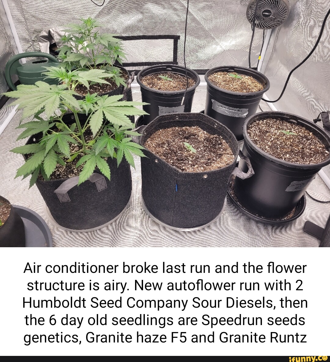 Speedrun Seeds  Feminized Autoflower Seeds